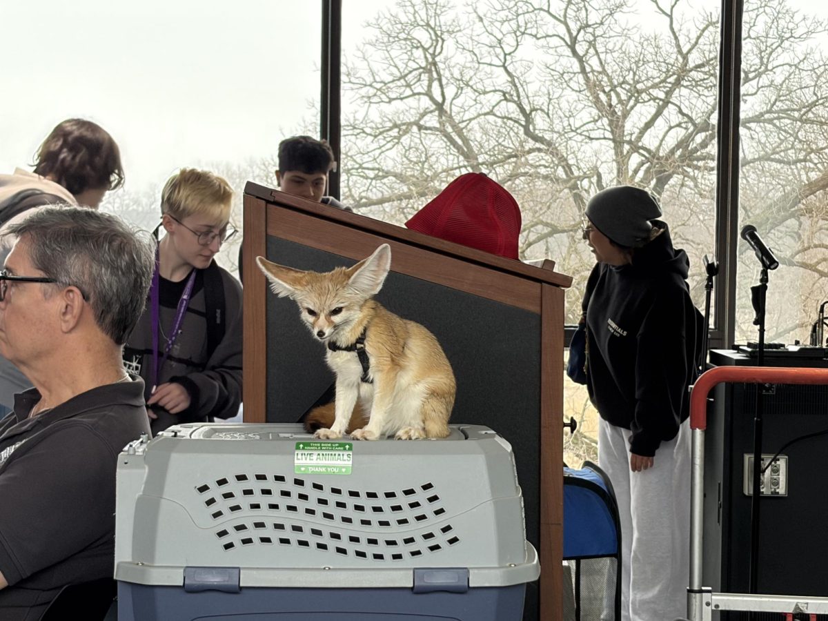 Fennec Fox at the Animal Show and Meet and Greet on Wed. March 4, 2026 from 11:00 a.m.-1:00 p.m. at the H-Center Bridge.