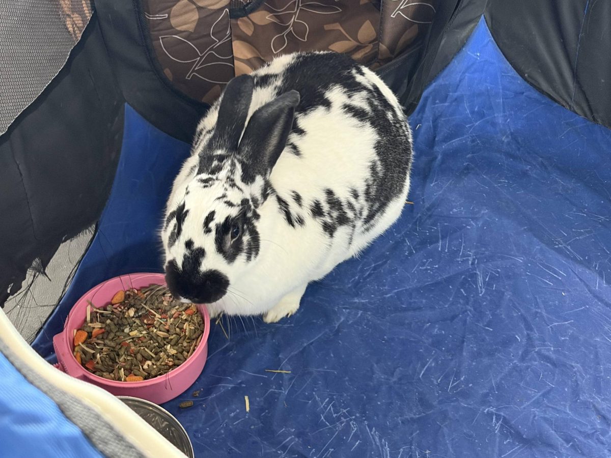 A rabbit at the Animal Show and Meet and Greet on Wed. March 4, 2026 from 11:00 a.m.-1:00 p.m. at the H-Center Bridge.