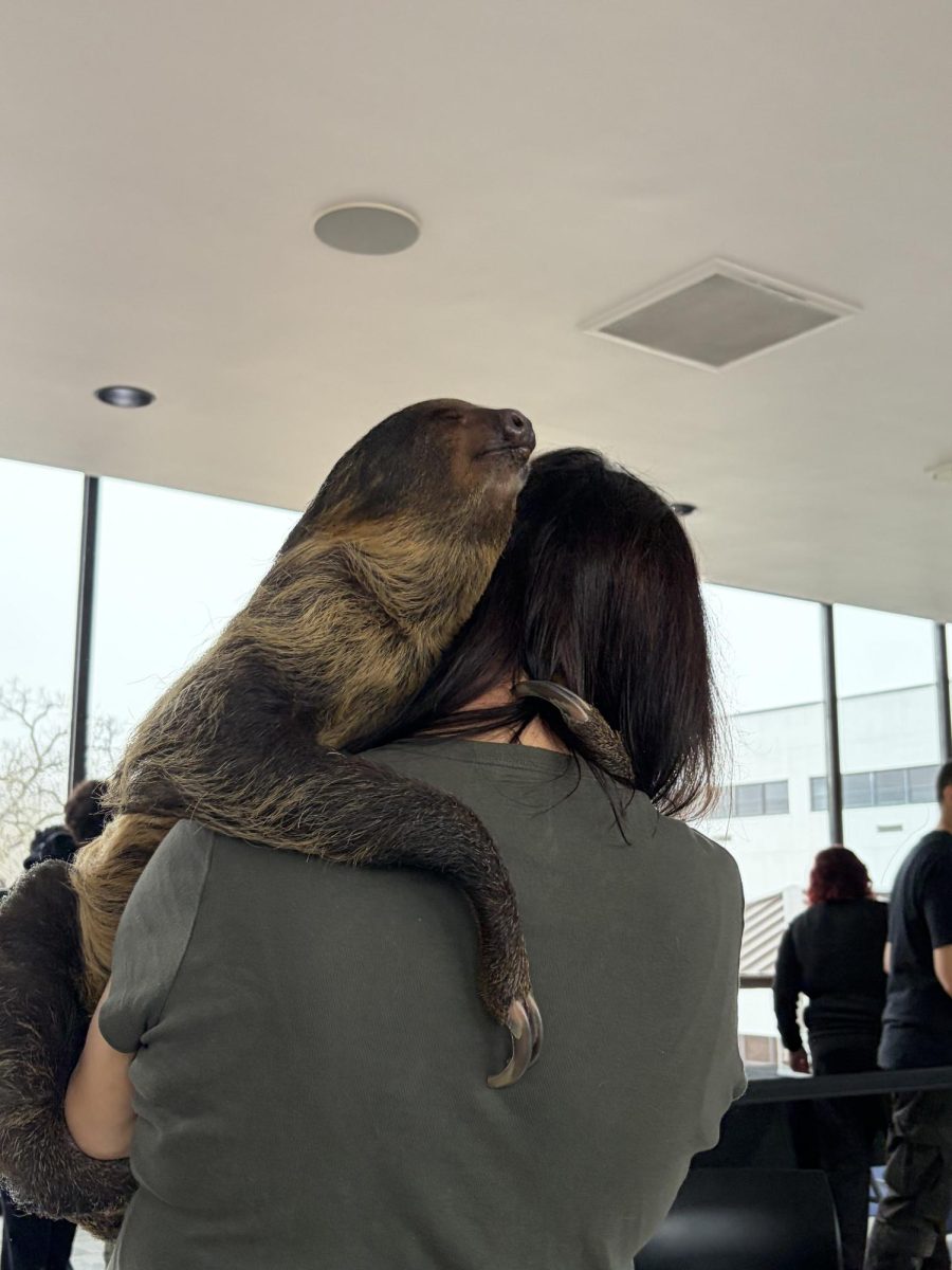 Sloth at the Animal Show and Meet and Greet on Wed. March 4, 2026 from 11:00 a.m.-1:00 p.m. at the H-Center Bridge.
